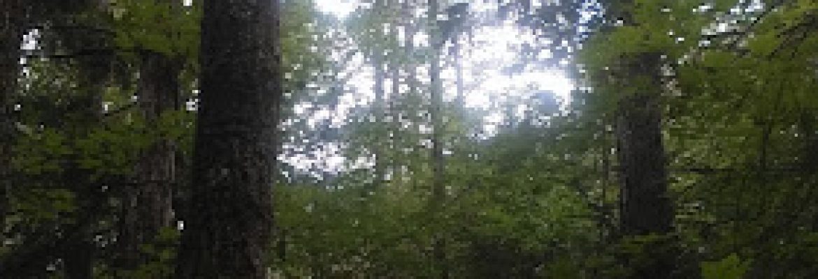Custom View Property Maintenance