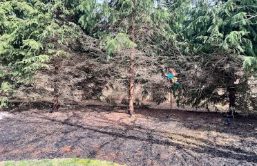 Pesce Landscaping
